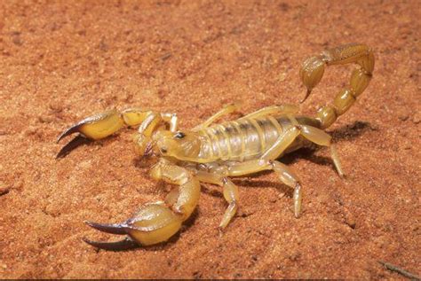 does australia have scorpions
